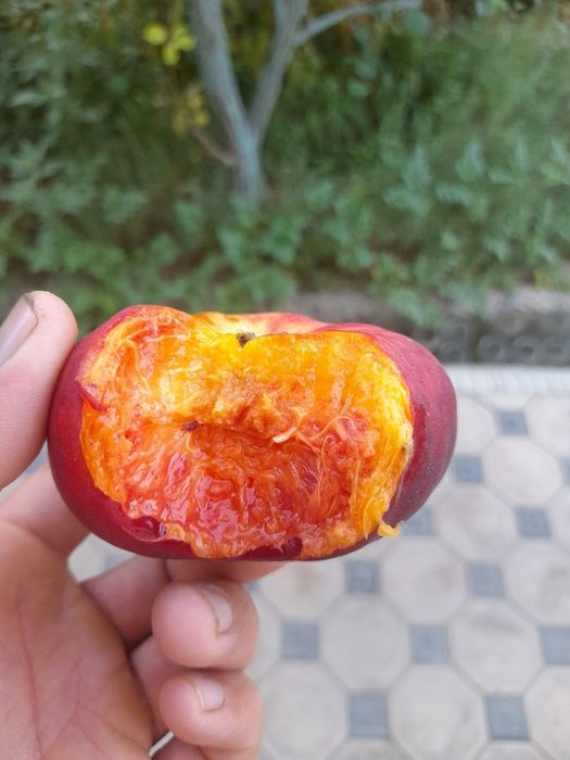 ANJIR SHoftolini barcha turidan bor arginal padvoyda sogʻlom kuchatlar