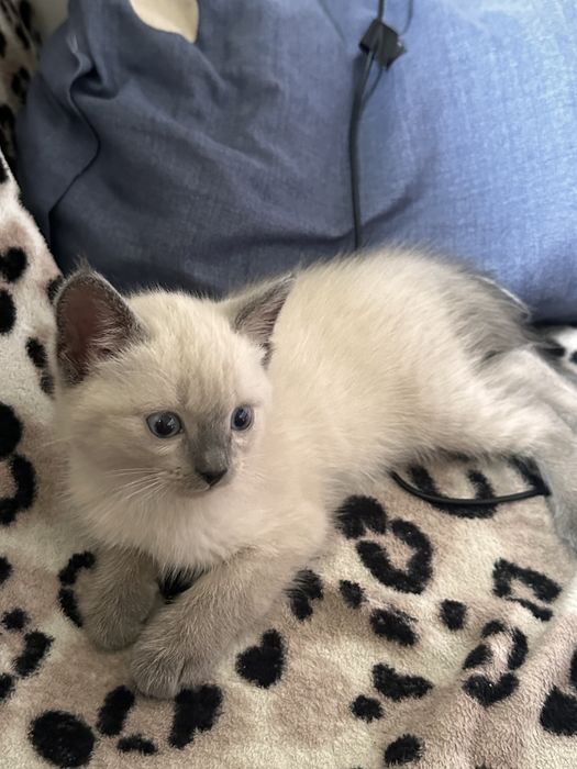 котенок мальчик в добрые руки.