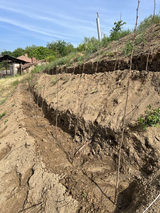 Празно дворно място