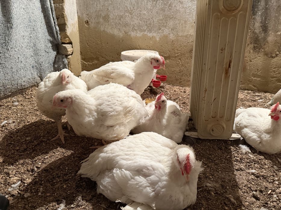 Бройлер сатылады 2-2.3 кг арасы беріп тұр