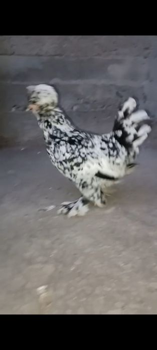 Mramr yaponlar sotuvda