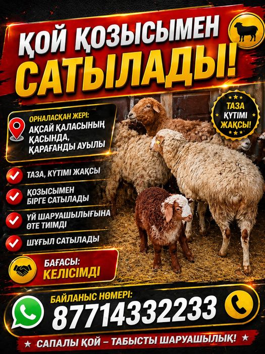 Қозылы қой сатылады!