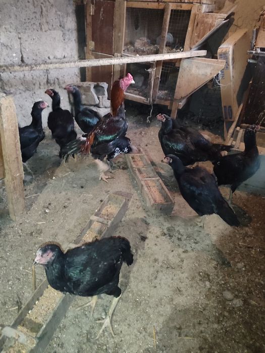 Продам бойцовых петухов