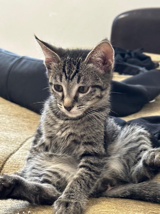 Отдам Бенгалку полукровку