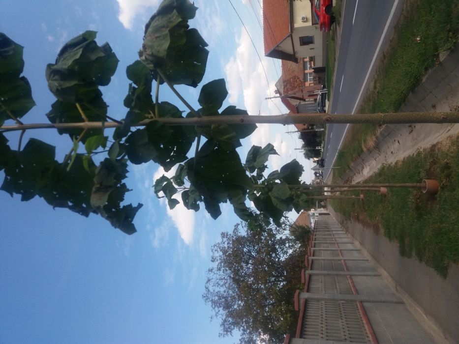 REDUCERE  Butasi paulownia