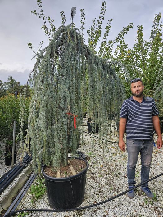 Cedru pendular [transportul este gratuit]