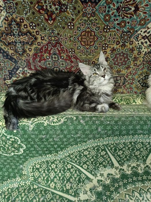 Котик Мейн Кун в добрые руки