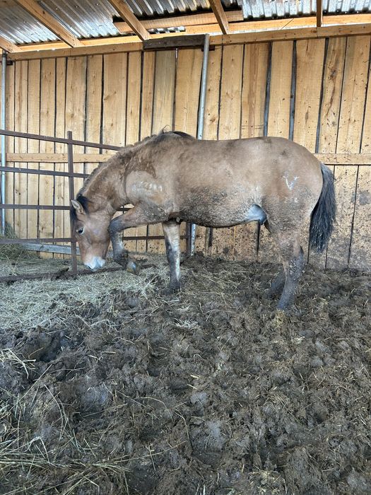 Мұғалжар құнан ..