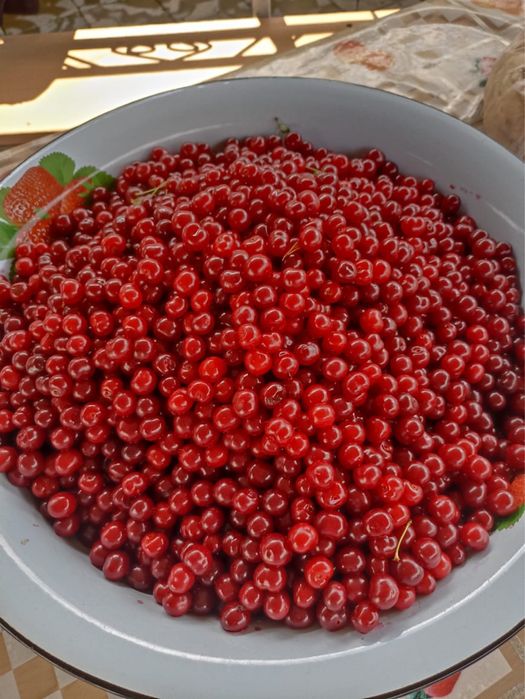 Продам Свежые вишний