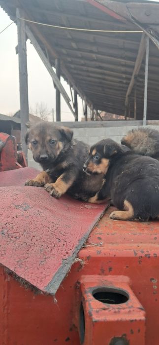 Done pui de caine, catei