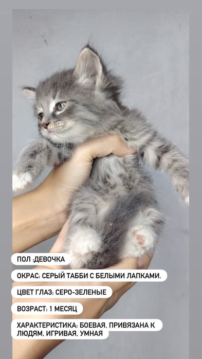 Отдаем котят в добрый руки