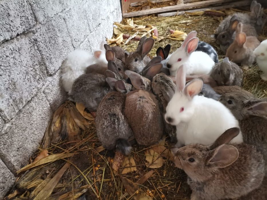 Iepurași de vârste și rase diferite