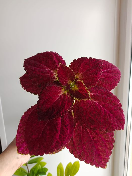 Комнатные растения