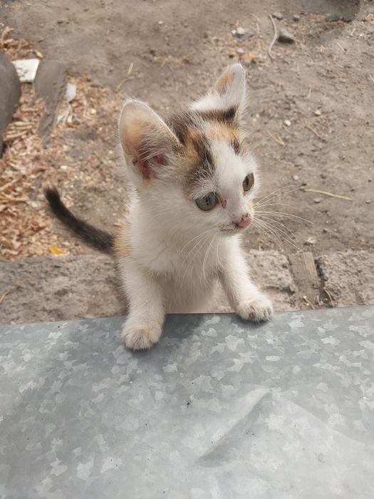 Котенок в дар . Караганда