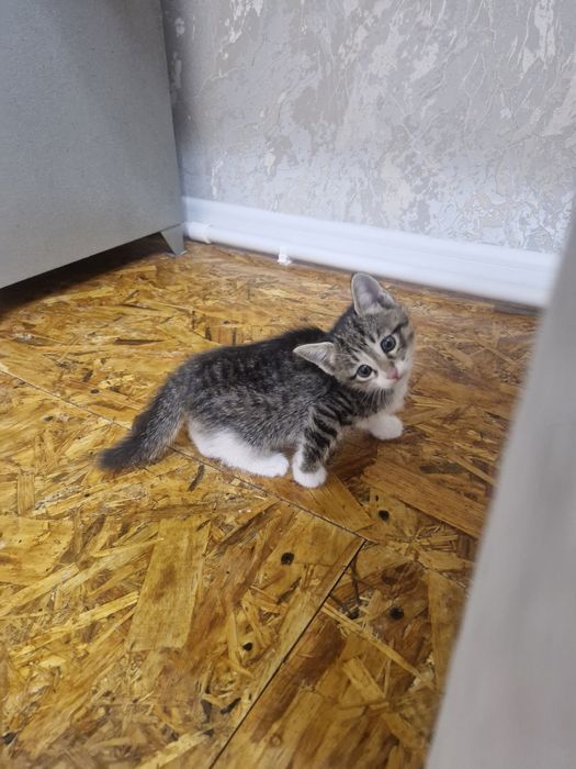 Бесплатно отдам котят домащних в хорошие руки
