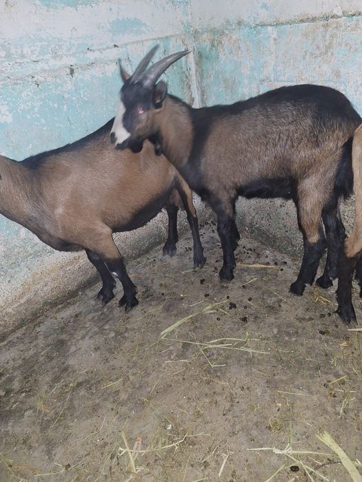 Schimb țap alpin francez