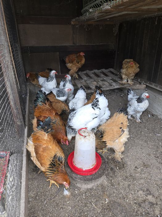 Gaini brahma  herminat deschis