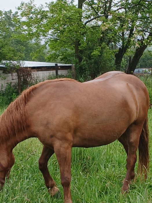 Iapă de 6 ani garantată sau schimb