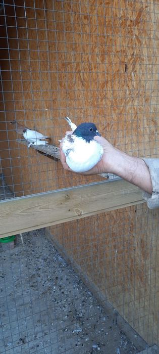 Продам "Иранцев"