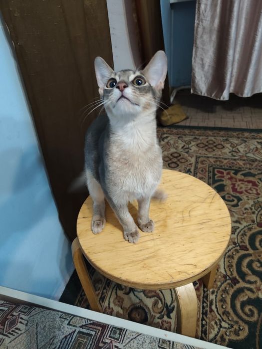 Продам котёнка абессина