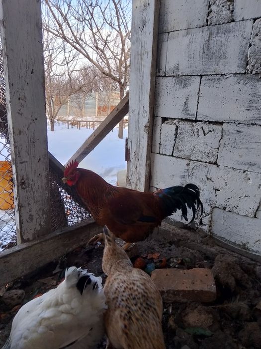 Продаются петухи