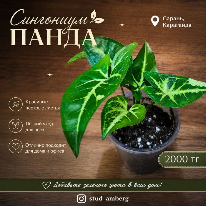 Сингониум 1  сингониум