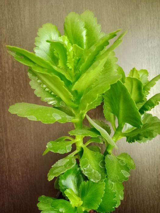 Коланхоэ, женское счастье, алоэ