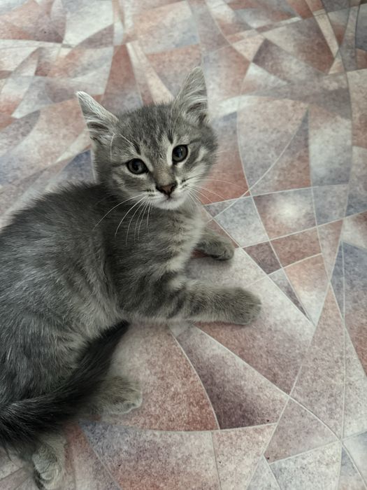 котенок, мальчик 2.5 месяц