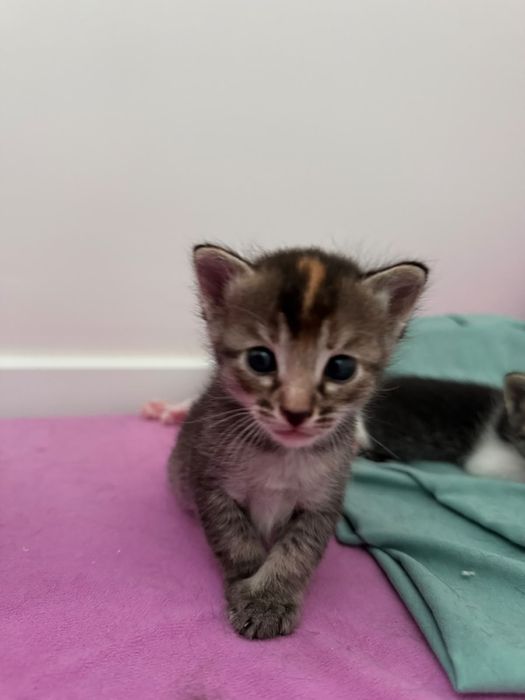 Продам милых котят