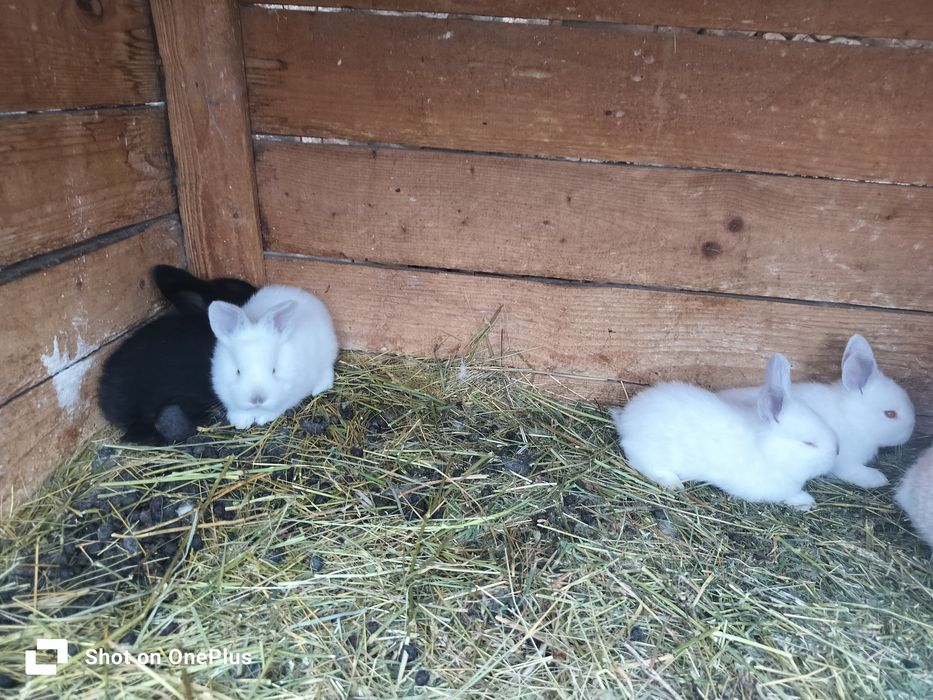 Iepuri diferite marimi