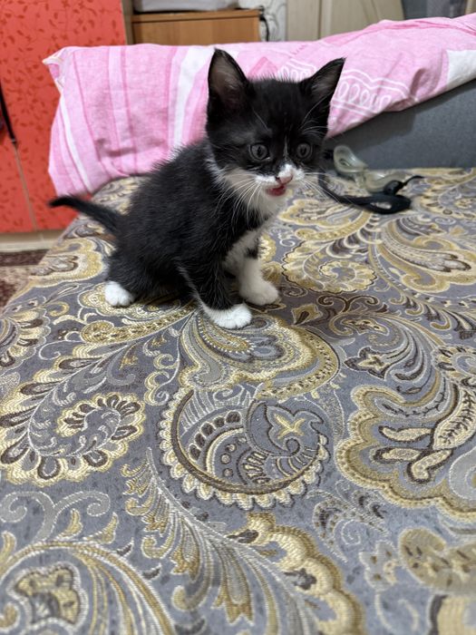 Котята маленькие