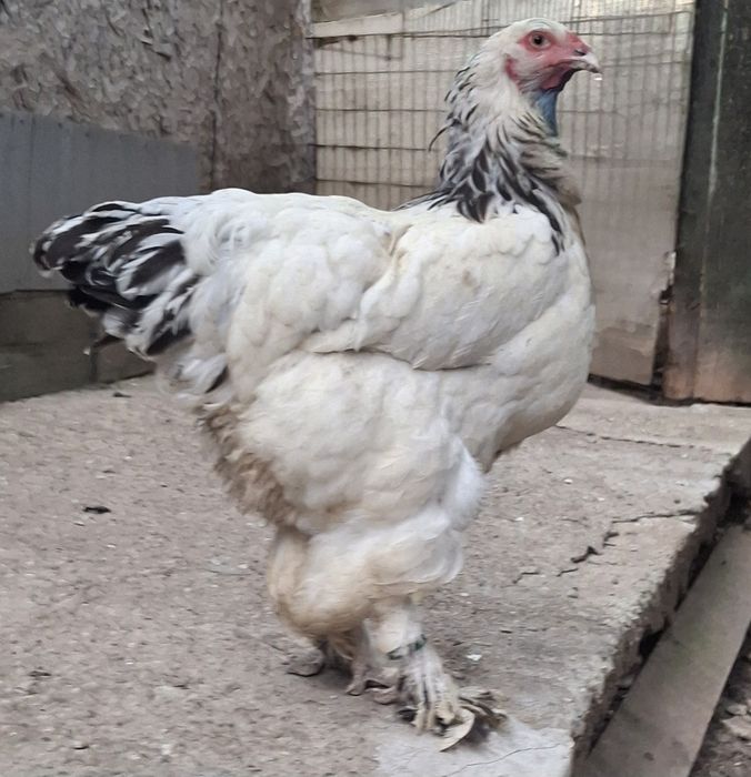 Vând găină brahma HD inelată 2025