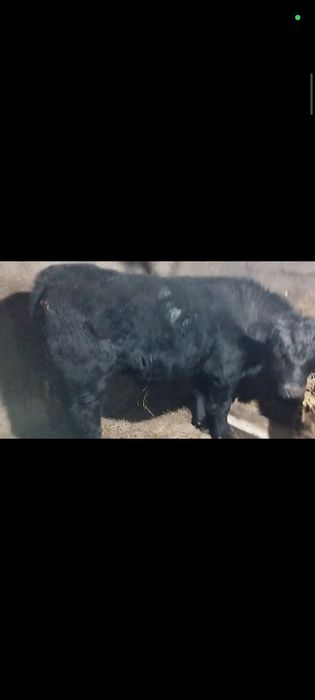 Бычок 10 месяц Ангус Сементал