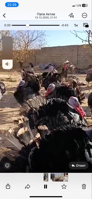 Мясо индюка продается