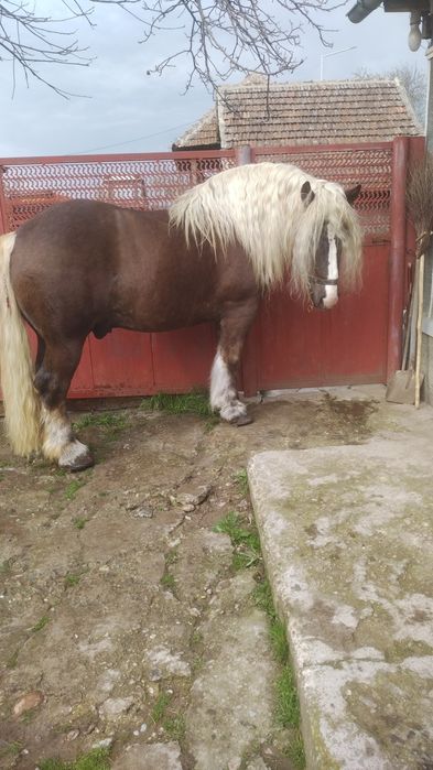 Armăsar disponibil pentru monta!!!