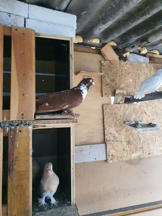 Омурташки гълъби