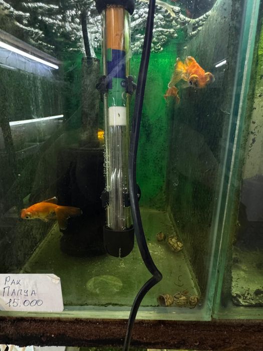 Аквариумные рыбки