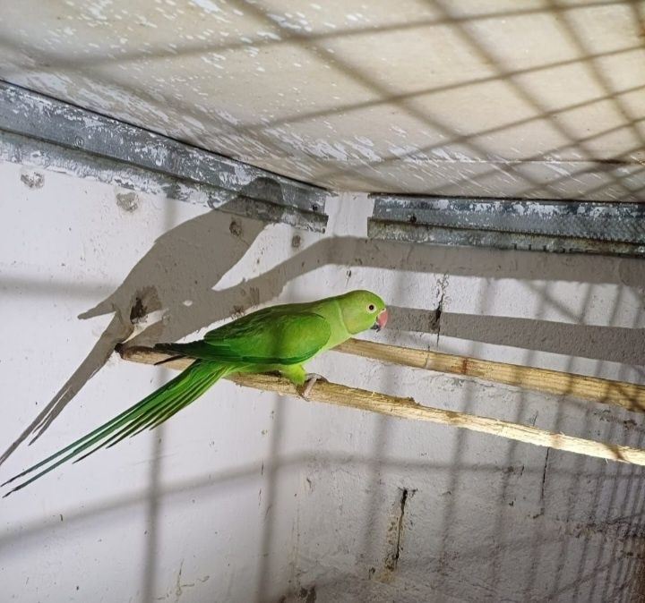 Papagal Micu Alexandru