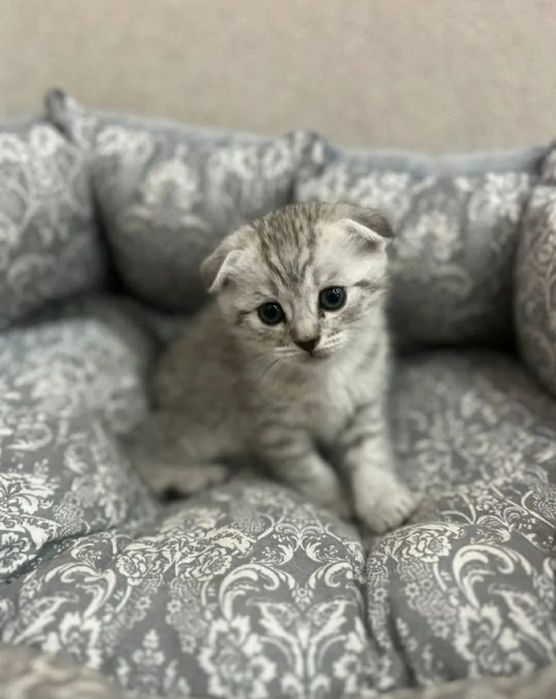 Вислоухий котенок