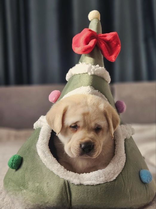 Labrador Retriever