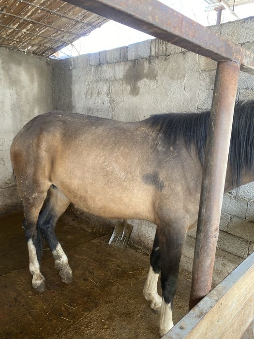 Бие құлында жасы 3 те