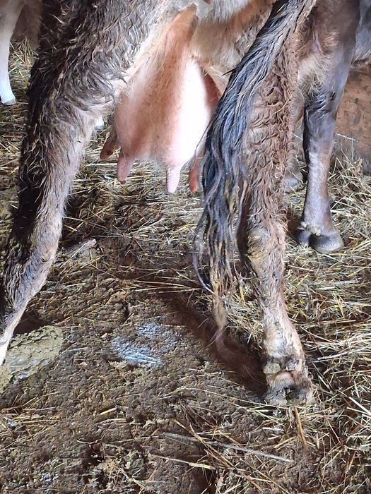 Vând vaca fatata cu vitea