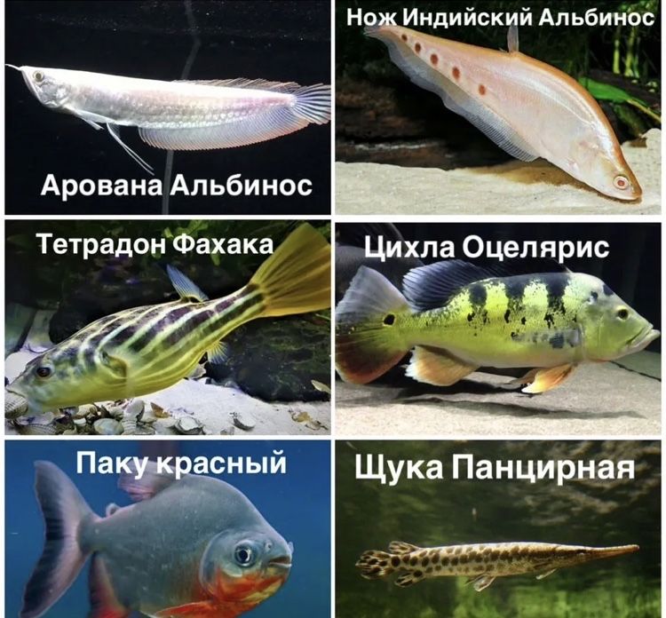 Аквариумные  рыбки