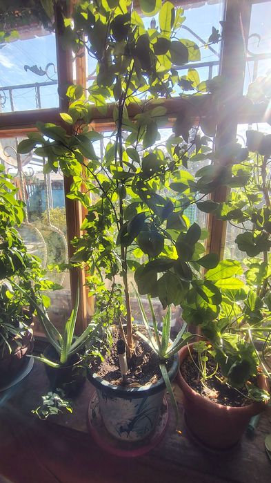 Шефлера, пеларгония и мандарин