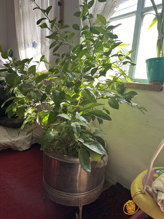 Лимоны цветущие и плодоносные