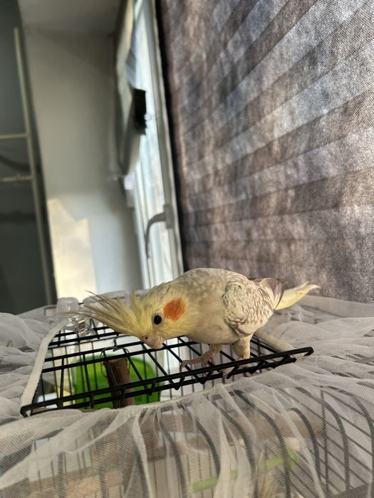 папугай карелла