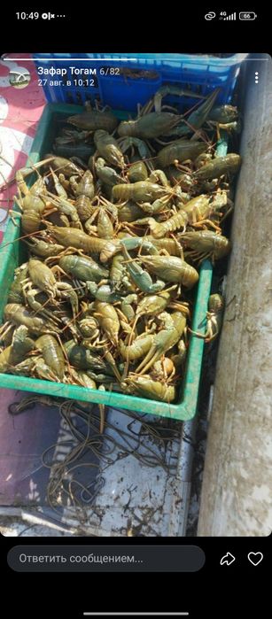 Раки.жвыи.трик..150000