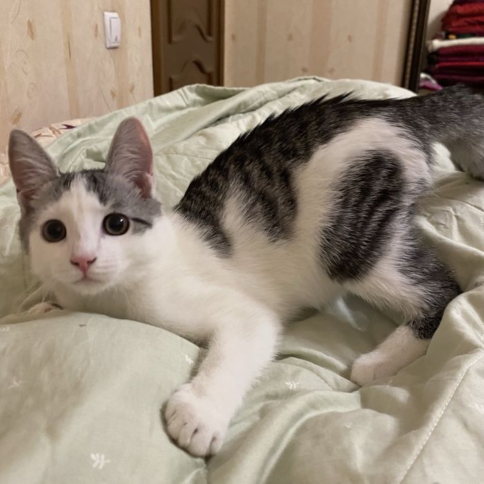 котенок 4 месяца