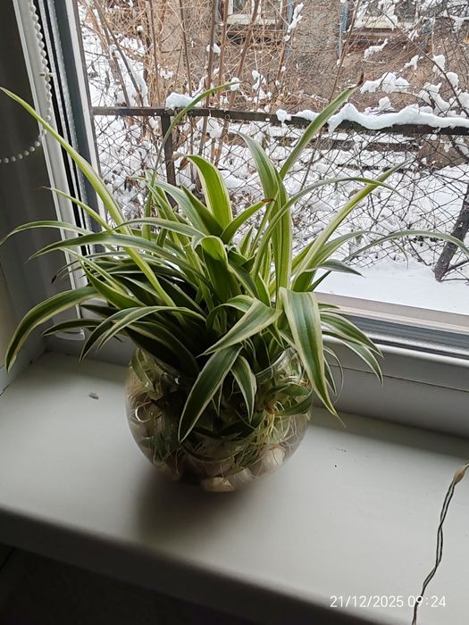 Комнатные цветы Хлорофитум