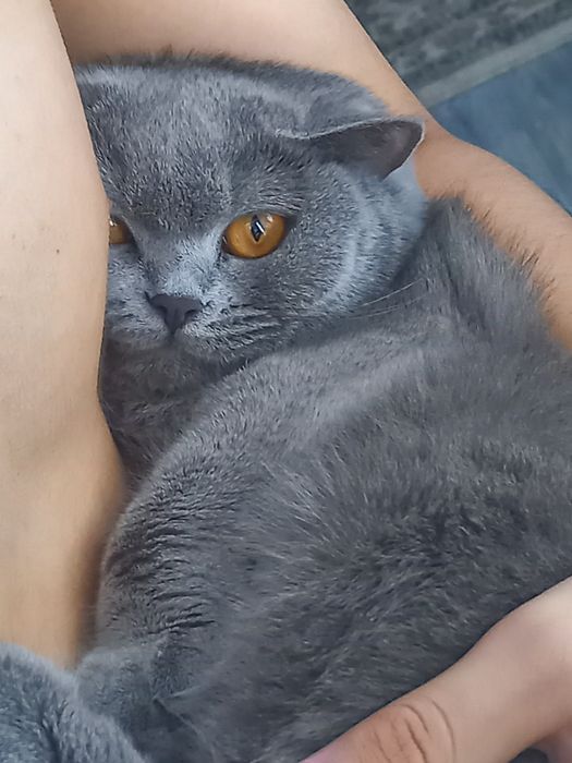 Отдам в добрые руки кошку британку